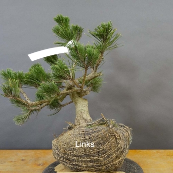Pinus Pumilio mugo